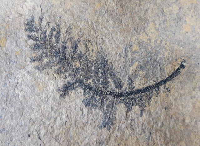 ?Walchia piniformis (SCHLOTHEIM 1820) - Bild © FossNet FossilienStore